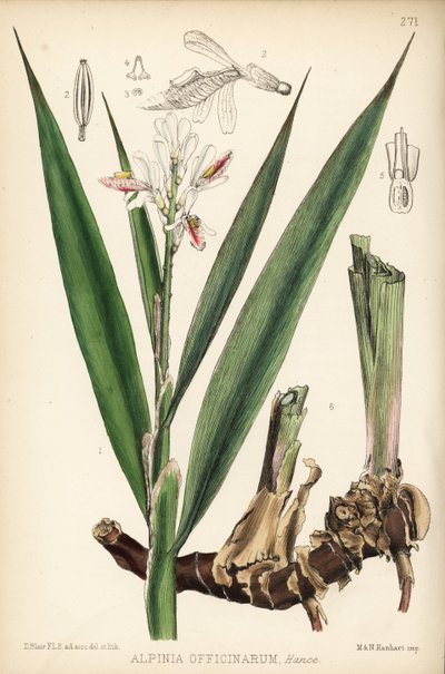 Kleine Galgantwurzel, Alpinia officinarum. Handkolorierte Lithographie von Hanhart nach einer botanischen Illustration von David Blair aus Robert Bentley und Henry Trimens Heilpflanzen, London von Unbekannter Künstler