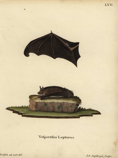 Kleine Sackflügel-Fledermaus, Saccopteryx leptura. Vespertilio lepturus. Handkolorierter Kupferstich von Johann Nussbiegel nach einer Illustration aus der Natur von J.D. Kretsch aus Johann Christian Daniel Schrebers Tierillustrationen nach der Natur, oder von Unbekannter Künstler