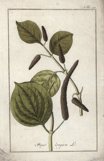 Langer Pfeffer (Piper longum). Lithographie aus „Afbeelding der Artseny-Gewassen“ von Johannes Zorn (1739-1799), Niederlande von Unbekannter Künstler