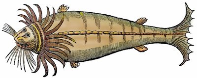 Meereskreatur, Xylographie aus "Paralipomena accuratissima historiae omnium animalium quae in voluminibus Aldrovandi desiderantur" von Unbekannter Künstler