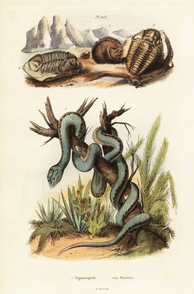 Martinikanische Grubenotter und ausgestorbene Trilobiten von Unbekannter Künstler