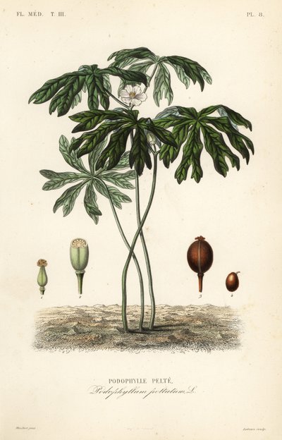 Maiapfel, Podophyllum peltatum von Unbekannt