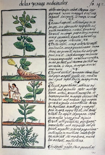 Heilpflanzen, Text in Nahuatl von Benjamin Baud