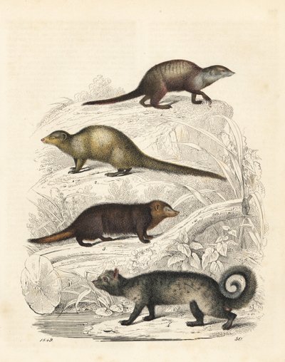 Erdmännchen, Suricata suricatta 1, Indischer Grauer Mungo, Herpestes edwardsii 2, Gemeiner Kusimanse, Crossarchus obscurus 3, und Asiatische Palmzibetkatze, Paradoxurus hermaphroditus 4. Handkolorierte Lithographie aus Carl Hoffmann