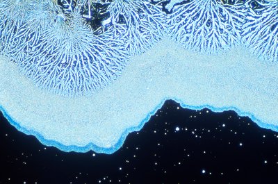 Mikrographien (Licht) Kolloidales Siliziumdioxid, Lichtmikrographie von Unbekannt