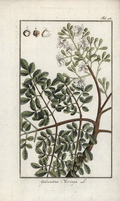 Moringa (Moringa oleifera). Lithographie aus „Afbeelding der Artseny-Gewassen“ von Johannes Zorn (1739-1799), Niederlande von Unbekannter Künstler