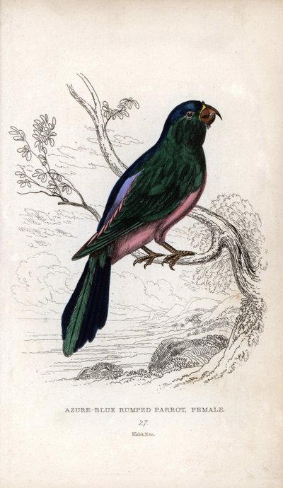 Müllersittich, Tanygnathus sumatranus. Lithographie von Joseph Kidd nach einer Zeichnung von John Audubon, in Miscellany of Natural History: Parrots, Sir Thomas DiK Lauder und Captain Thomas Brown, veröffentlicht in Edinburgh, Schottland von Unbekannter Künstler