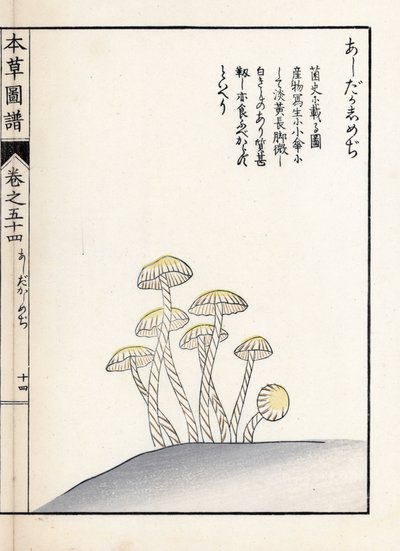 Pilze: Shimeji Ashitaka - Japanischer Druck von Kanen Iwasaki (1786-1842), aus Honzo Zufu, illustrativer Leitfaden zu Heilpflanzen von Unbekannter Künstler