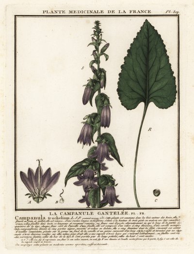 Nesselblättrige Glockenblume, Campanula trachelium von Unbekannter Künstler