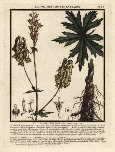 Nordischer Eisenhut, Aconitum lycoctonum von Unbekannter Künstler