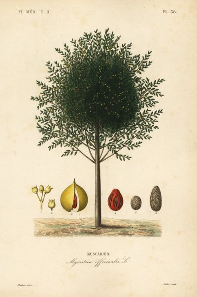 Muskatnussbaum, Myristica fragrans von Unbekannt