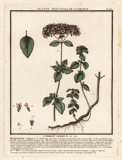 Oregano oder Wilder Majoran, Origanum vulgare von Unbekannter Künstler