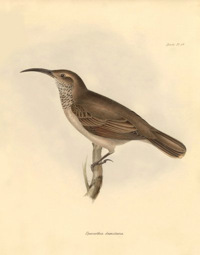 Ornithologie: Der „Upercerthia dumetaria“ beschrieben von Charles Darwin während seiner Forschungsreise an Bord der Beagle. Tafel aus „The Zoology of the voyage of H.M.S. Beagle under the command of Captain Fitzroy during the years 1832 to 1836 edited and  von Unbekannter Künstler