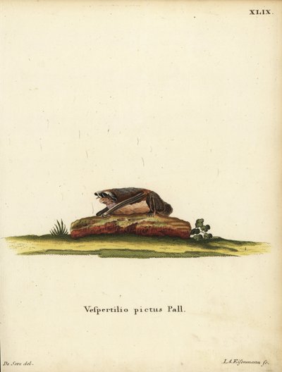 Bemalte Wollfledermaus, Kerivoula picta. Vespertilio pictus Linn. Handkolorierter Kupferstich von Jakob Andreas Eisenmann nach einer Illustration von Jacques de Seve aus Johann Christian Daniel Schrebers Tierillustrationen nach der Natur, oder Schrebers F von Unbekannter Künstler