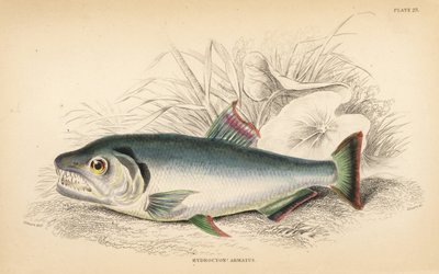 Payara, Hydrolycus armatus (Starkzahn-Hydrocyon, Hydrocyon? armatus). Handkolorierter Stahlstich von W.H. Lizars nach einer Illustration von James Stewart aus Robert Schomburg
