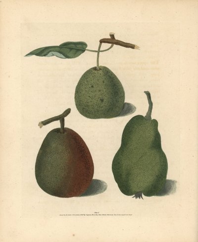 Birnensorten, Pyrus communis: Cressan, Gansell