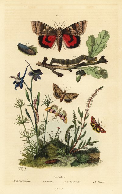 Erbsenblüte, Baumwollkapselwurm, Gelbflügel und Großes Gelbflügel, Larve und Puppe. Noctuelles Schmetterlinge von Unbekannt