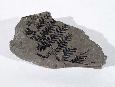 Pecopteris (Gymnosperm-Frond) gefunden in Camerton, Somerset, Oberkarbon von Unbekannt