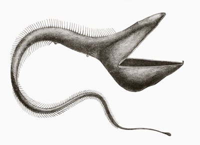Pelikan-Aal oder Eurypharynx pelecanoides, ein Tiefseefisch, der selten von Menschen gesehen wird, aus 