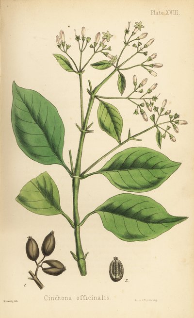 Chinarindenbaum, Cinchona officinalis. Handkolorierte Lithographie von Henry Sowerby aus Edward Hamiltons Flora Homeopathica von Unbekannter Künstler