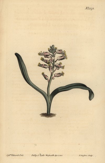 Einfarbige Lachenalie, Lachenalia unicolor von Unbekannt