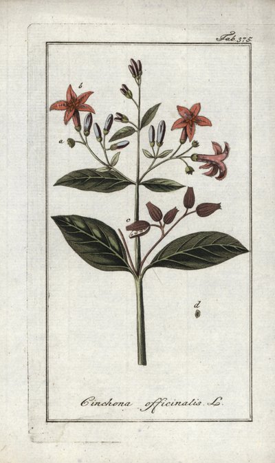 Chinarinde (Cinchona officinalis). Lithographie aus Afbeelding der Artseny-Gewassen von Johannes Zorn, Niederlande von Unbekannter Künstler