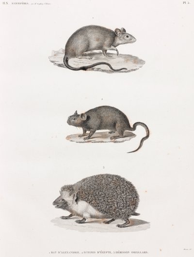 Ratte aus Alexandria; Echimis aus Ägypten; Ohrenigel von Unbekannt