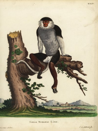 Rotschenkel-Douc, Pygathrix nemaeus. Bedroht. Simia nemaeus Linn. Handkolorierte Kupferstichgravur von Johann Sebastian Leitner nach einer Illustration von Jacques de Seve aus Johann Christian Daniel Schrebers Tierillustrationen nach der Natur von Unbekannter Künstler