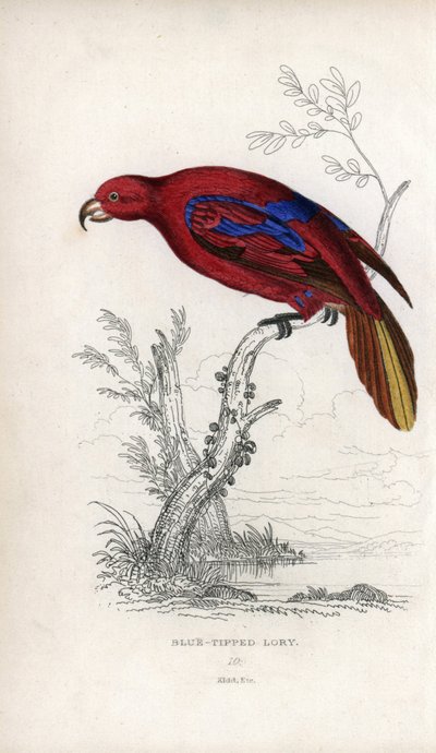 Roter Lori, Eos rubra. Psittacus caeruleatus. Lithographie von Joseph Kidd, basierend auf einer Zeichnung von John Audubon, in Miscellany of Natural History: Parrots, Sir Thomas DiK Lauder und Captain Thomas Brown, veröffentlicht in Edinburgh, Schottland,  von Unbekannter Künstler