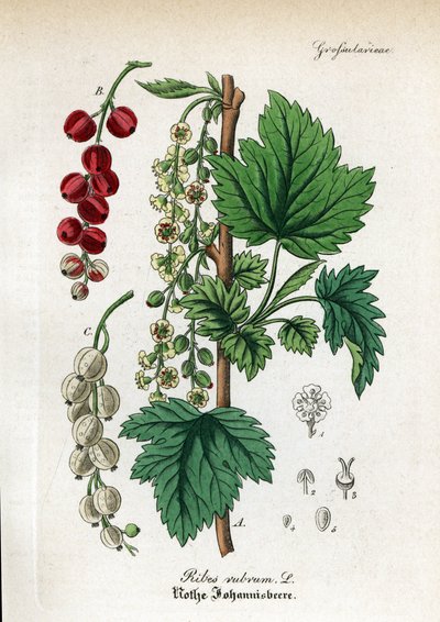 Rote Johannisbeere, Ribes rubrum. Handkolorierter Kupferstich aus Dr. Willibald Artus