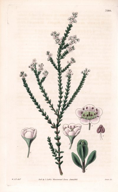 Fels-Thryptomene, Thryptomene saxicola (Südwest-Australischer Steingartenstrauch). Handkolorierte Kupferstichgravur von Swan nach einer Illustration von William Jackson Hooker aus Samuel Curtis