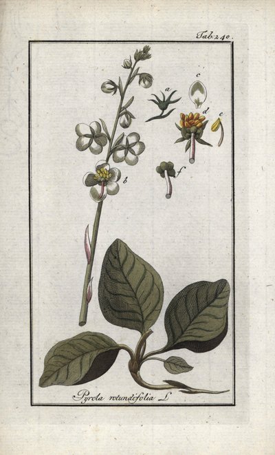 Rundblättrige Pyrole (Pyrola rotundifolia). Lithographie aus „Afbeelding der Artseny-Gewassen“ von Johannes Zorn (1739-1799), Niederlande von Unbekannter Künstler