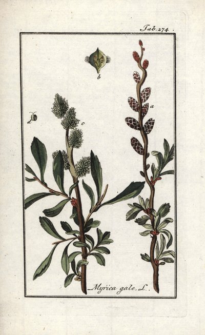 Sumpfmyrte (Myrica gale). Lithographie aus „Afbeelding der Artseny-Gewassen“ von Johannes Zorn (1739-1799), Niederlande von Unbekannter Künstler