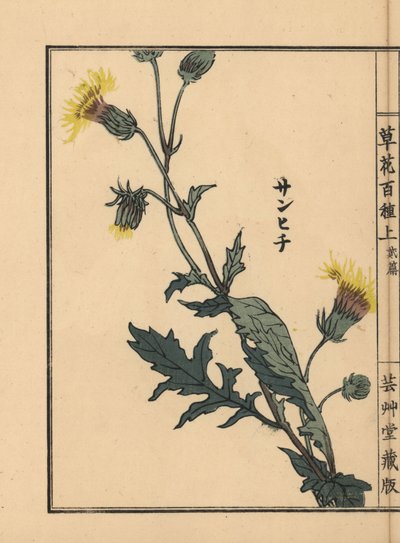 Sanhichisou oder Japanische Purpurpassion, Gynura japonica. Handkolorierter Holzschnitt von Kono Bairei aus Kusa Bana Hyakushu (Hundert Blumenarten), Tokio, Yamada von Unbekannter Künstler
