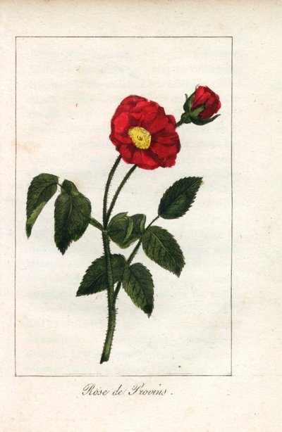 Scharlachrote Provence-Rose, Rose von Provins, Rosa gallica. Handkolorierte Kupferstich einer Illustration von Miss Prudhomme aus „Hommage rendu a la Rose“, Paris, circa 1815. Ein Geschenkbuch mit der Geschichte der Rose und einem Dutzend botanischer Minia von Unbekannter Künstler