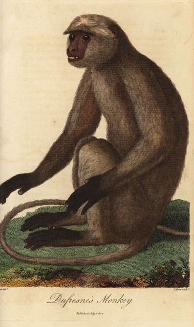 Semnopitheque entelle - Grauer Langur oder Hanuman-Langur, Semnopithecus entellus (Dufresne