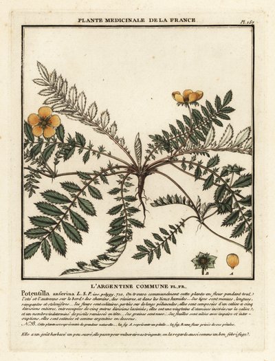 Gänsefingerkraut, Potentilla anserina von Unbekannter Künstler