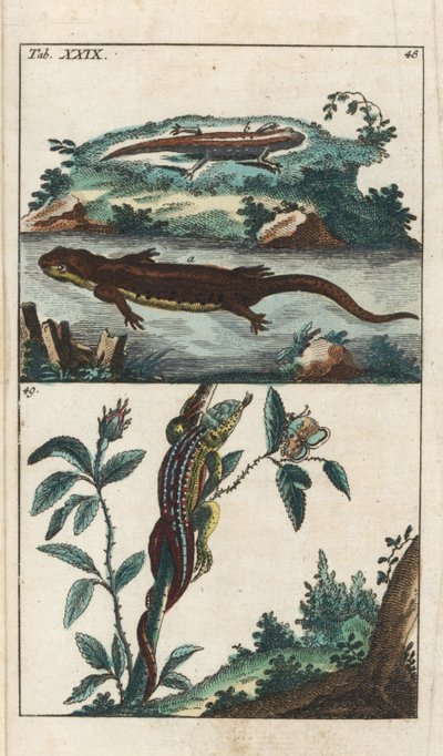 Glatter oder gewöhnlicher Molch und Sand-Eidechse - Starkes Wasser von Gottlieb Tobias Wilhelm (1758-1811), aus Enzyklopädie der Naturgeschichte: Amphibien von Unbekannter Künstler