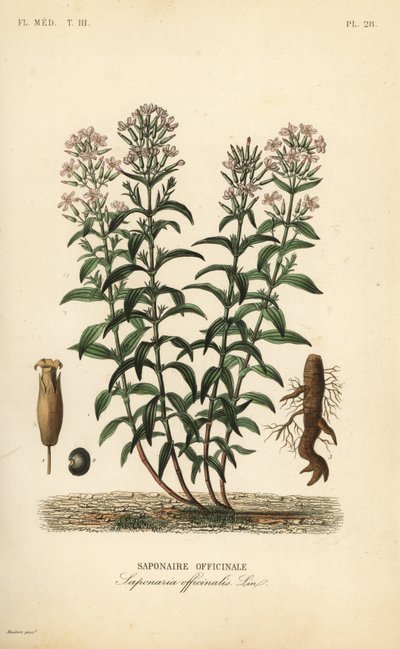 Seifenkraut, Saponaria officinalis von Unbekannt