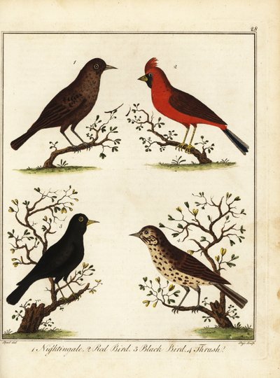 Singvögel: Nachtigall, Rotkehlchen, Amsel und Drossel. 1792 (Gravur) von Unbekannter Künstler