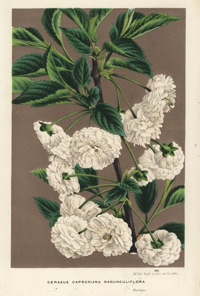 Sauerkirschbaum, Prunus cerasus (caproniana ranunculiflora). Handkolorierte Lithographie aus Louis van Houtte und Charles Lemaire