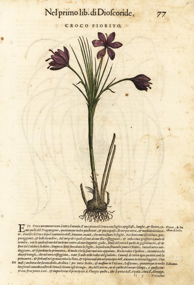 Frühlingskrokus, Crocus vernus (Croco fiorito). Handkolorierter Holzschnitt von Wolfgang Meyerpick nach einer Illustration von Giorgio Liberale aus Pietro Andrea Mattioli