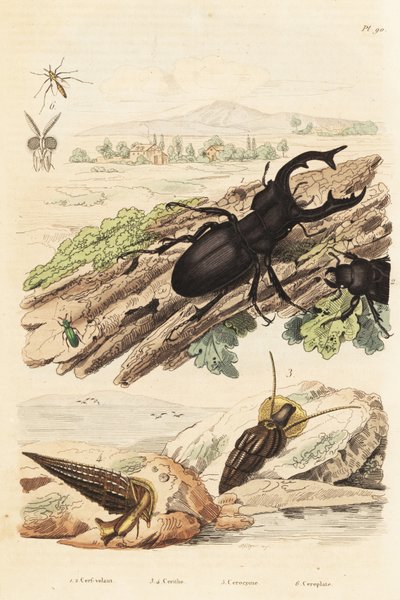Hirschkäfer, Lucanus cervus 1, Cerithium sulcatum und Rhinoclavis aspera Mollusken 3,4, Cerocoma elateroides 5 und Keroplatus tipuloides Wespe 6 von Unbekannt