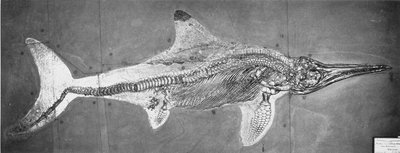 Stenopterygius megacephalus (Der Oxford Ichthyosaurier) gefunden bei Stuttgart, Deutschland, Oberer Lias-Zeitraum von Unbekannt