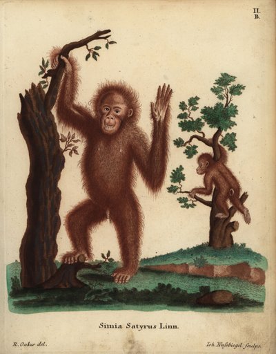 Sumatra-Orang-Utan, Pongo abelii. Kritisch bedroht. Simia satyrus Linn. Handkolorierte Kupferstichgravur von Johann Nussbiegel nach einer Illustration von R. Oakes aus Johann Christian Daniel Schrebers Tierillustrationen nach der Natur von Unbekannter Künstler