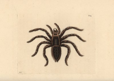 Tarantel-Wolfsspinne, Lycosa tarantula (Tarantelspinne, Aranea tarantula). Illustration gezeichnet und graviert von Richard Polydore Nodder. Handkolorierte Kupferstichgravur aus George Shaw und Frederick Nodders The Naturalist