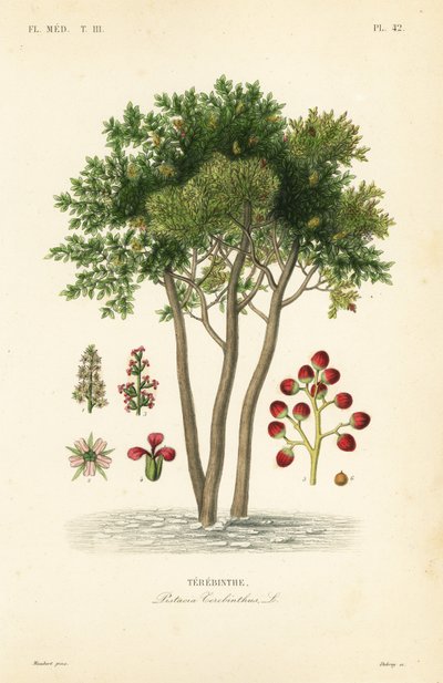 Terebinth oder Terpentinbaum, Pistacia terebinthus von Unbekannt