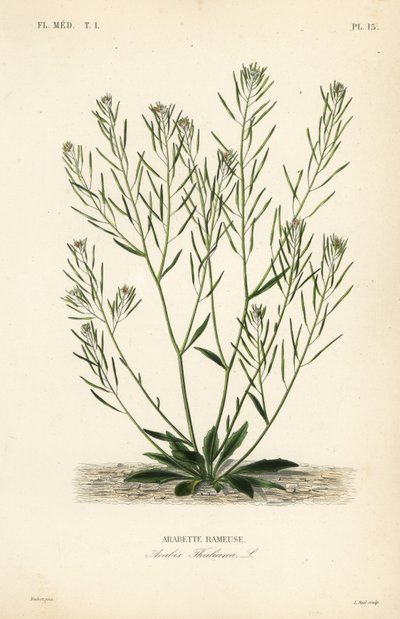 Ackerschmalwand, Arabidopsis thaliana, Arabis thaliana, Arabette rameuse von Unbekannt