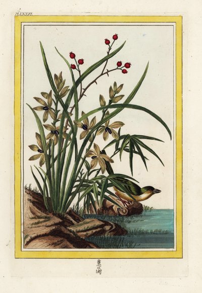 Das Elleborin von China. Helleborine-Orchidee, Cephalanthera longifolia. Handkolorierte Radierung aus Pierre Joseph Buchoz