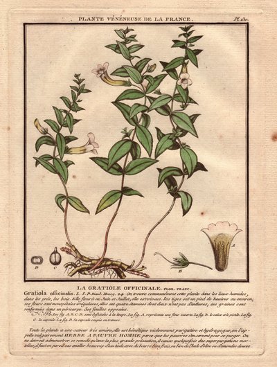 Die Gratiola officinale (Gratiola officinalis). Giftige Pflanze, Beschreibung der Pflanze, Stängel, Blätter, Blüten und Wurzeln. Details von Kelch, Stempel und Kapsel. Farbradierung aus dem 18. Jahrhundert, im Herbier de la France (1780-1793) von Unbekannter Künstler
